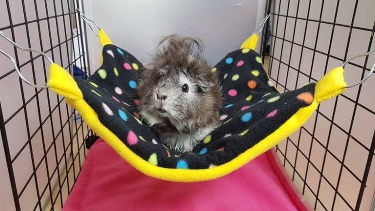 Open Concept Hammock Guinea Pig Cage