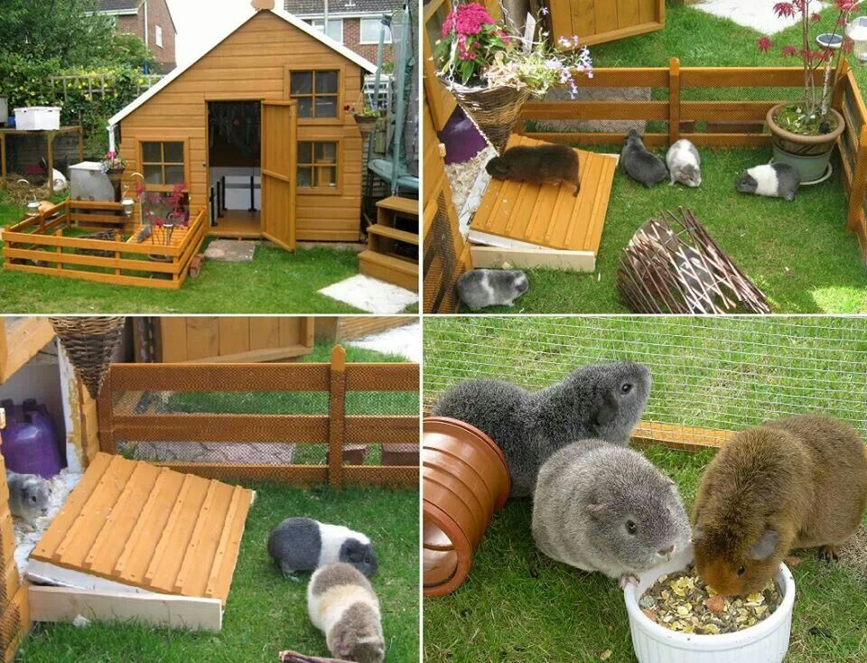 Outdoor DIY Guinea Pig House