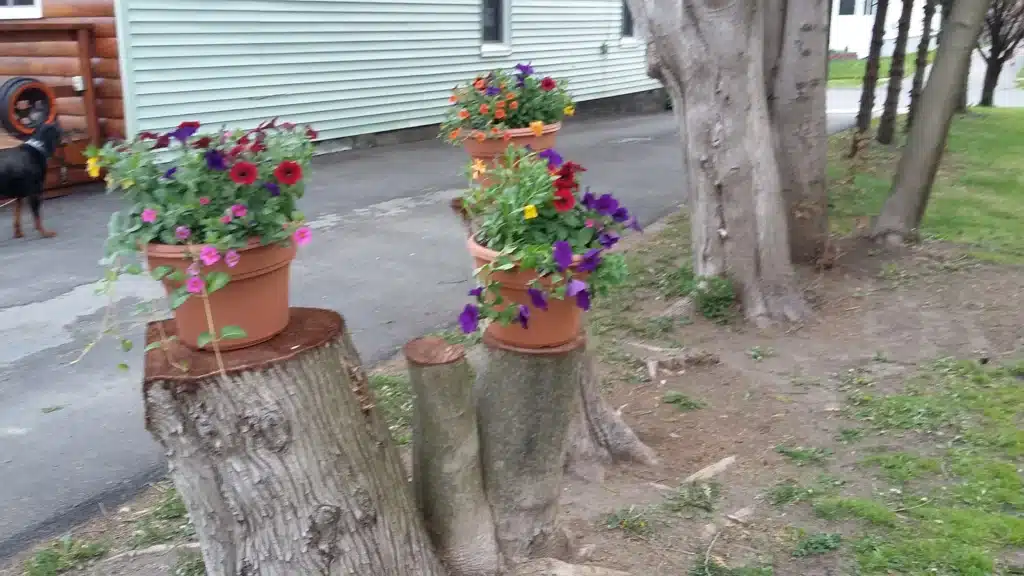 Using a Tree Stump as a Planter