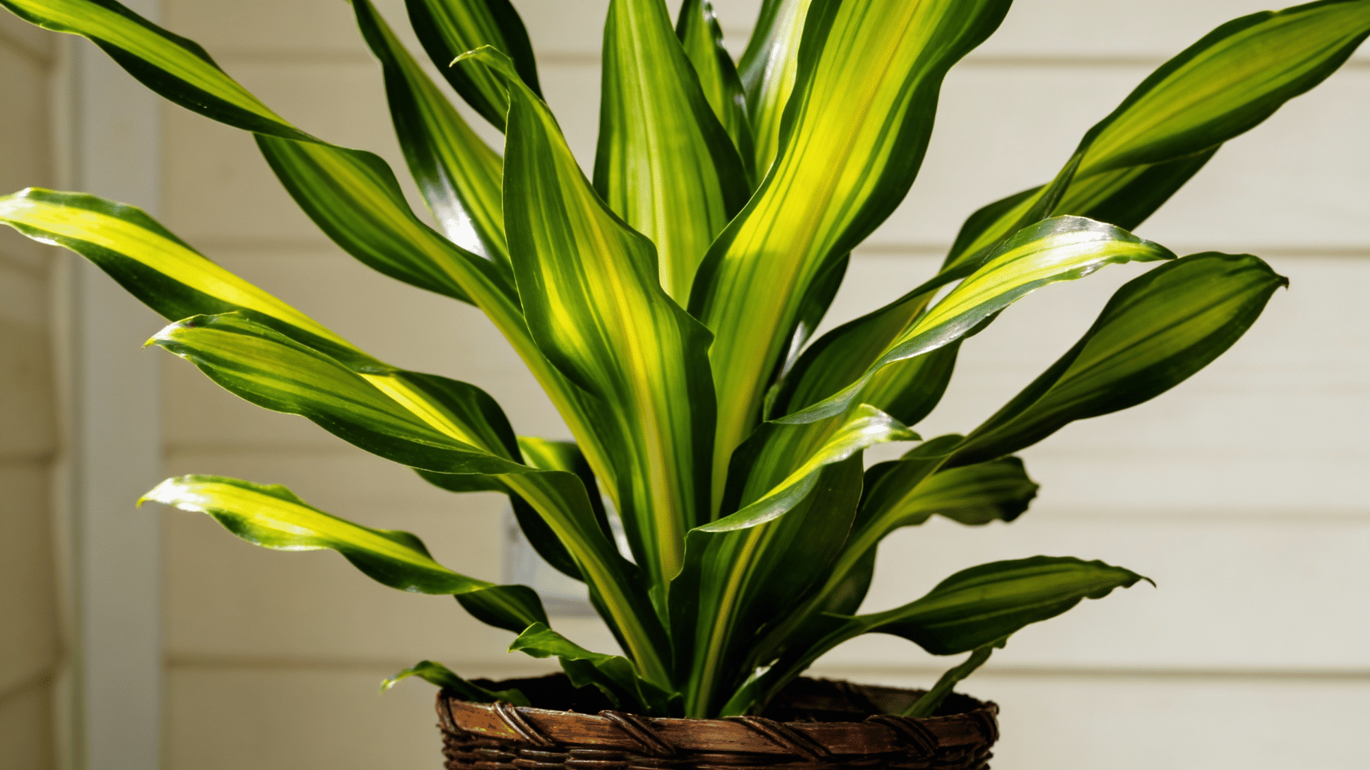 How To Take Care Of A Corn Plant