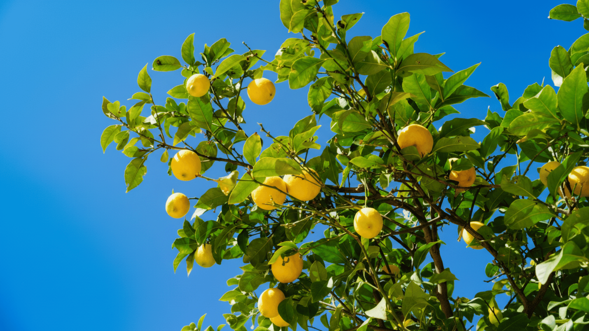 Lemon Types California All 42 Known Types of Lemons Around the World - Opple House