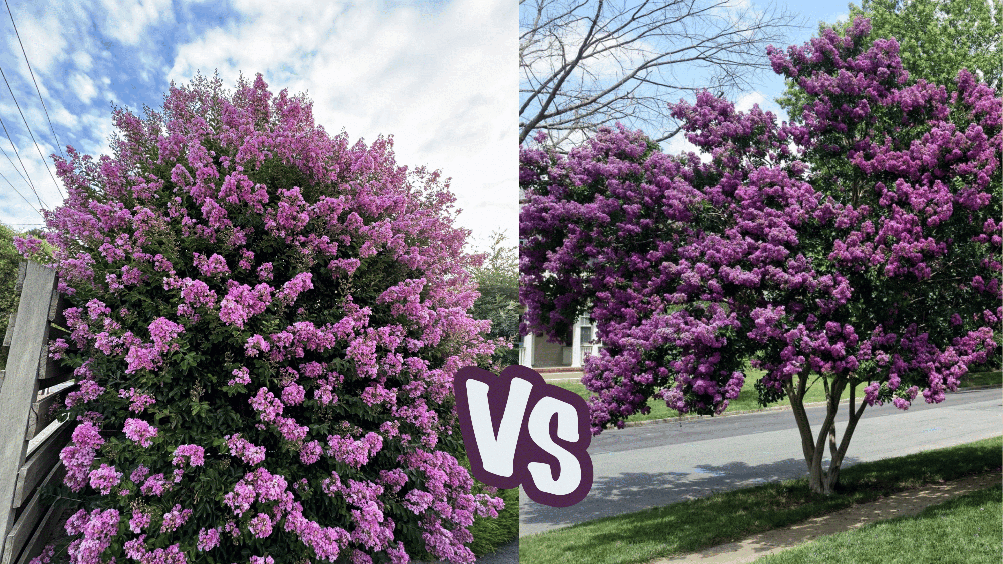 Crape Meaning Crepe Myrtle Bush vs Tree: What’s the Difference? - Opple House